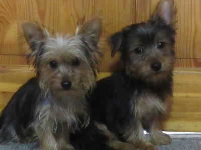 Yorkshire Terrier puppies in Carlow